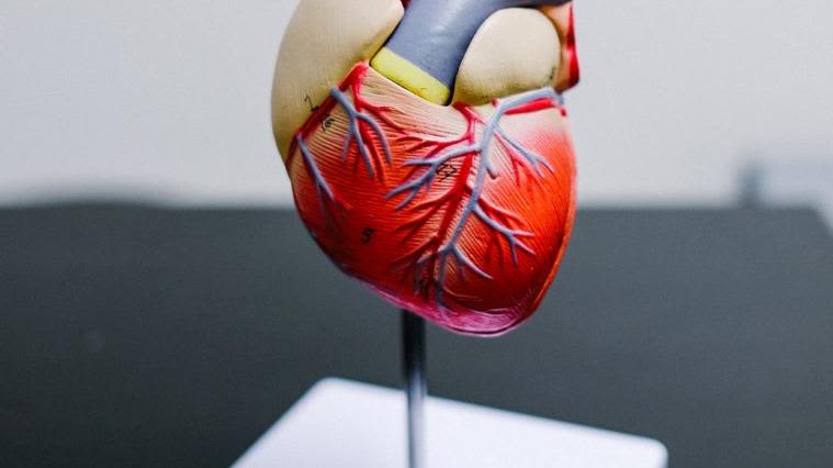Anatomical figure highlighting functions of the human heart
